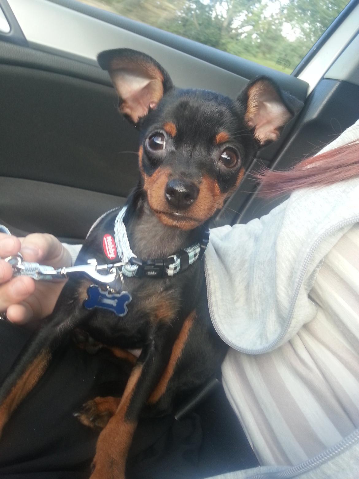 Blanding af racer Ninja *pivdyr* - På vej hjem i bilen..  billede 20