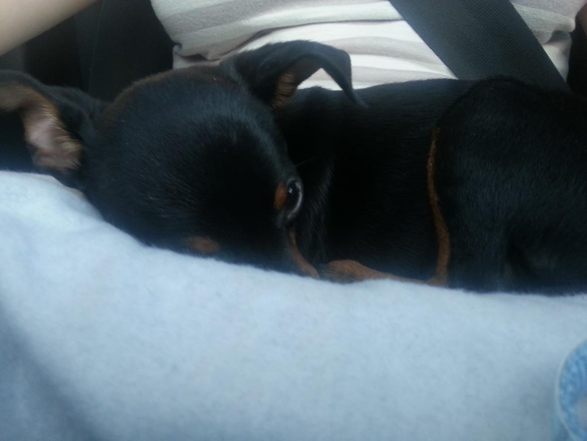 Blanding af racer Ninja *pivdyr* - .. blev dog lidt udmattet da jeg blev køresyg :-/  billede 21