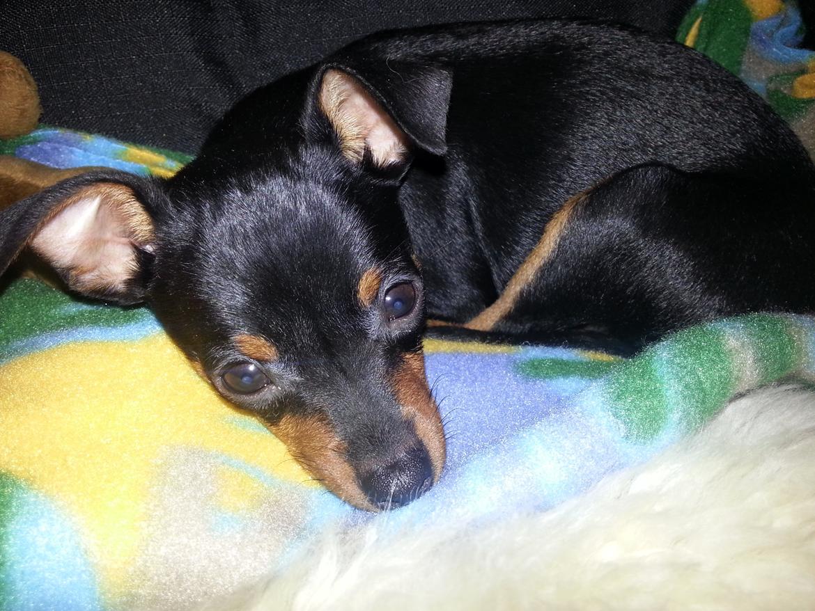 Blanding af racer Ninja *pivdyr* billede 22