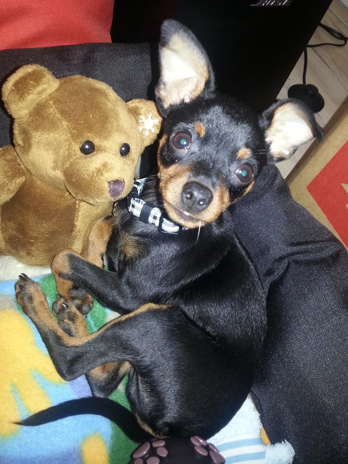 Blanding af racer Ninja *pivdyr* - Elsker bare min seng - og min bamse <3 billede 23