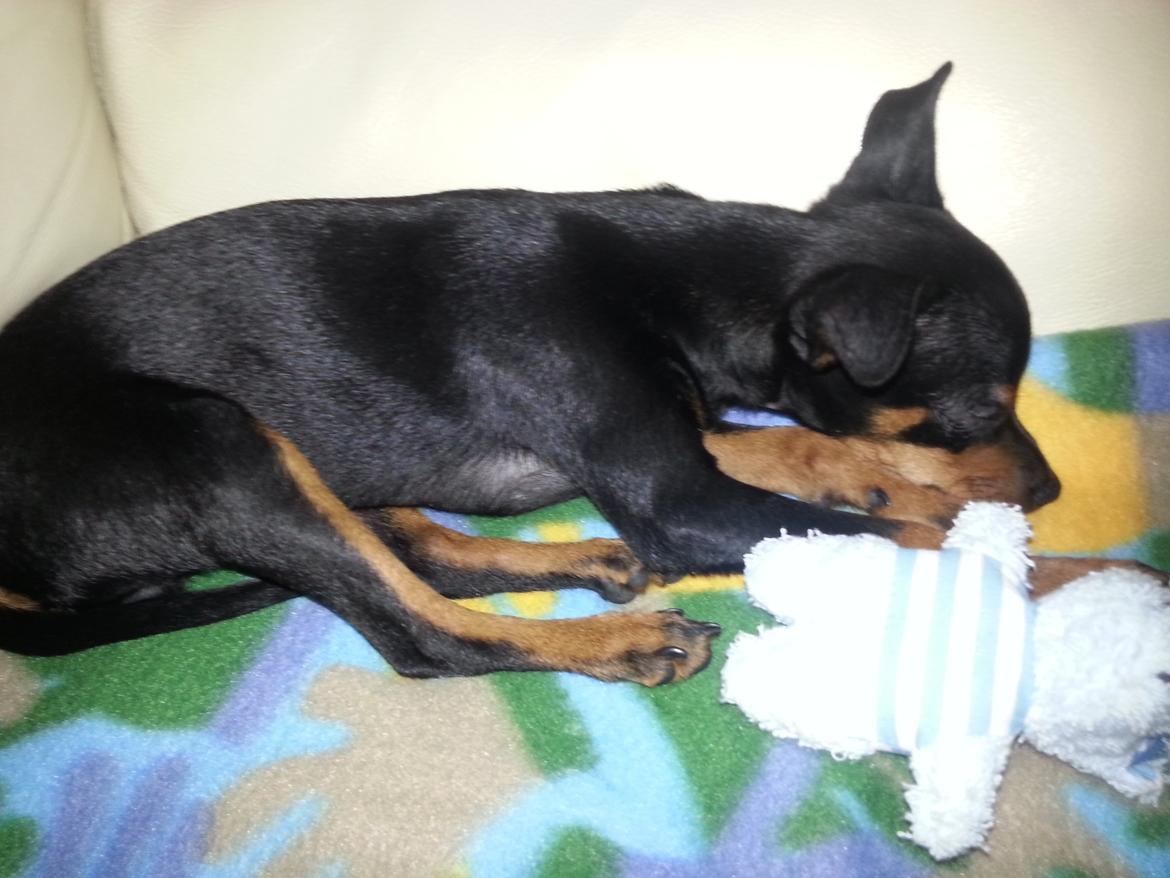 Blanding af racer Ninja *pivdyr* - Smadder træt i Martins sofa.. puh, det er hårdt at være hvalp :-) billede 24