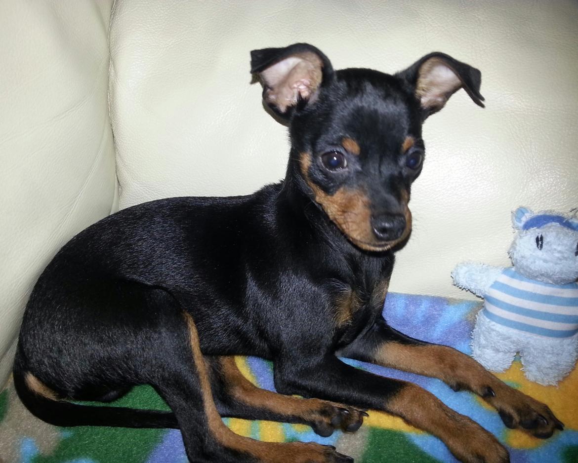 Blanding af racer Ninja *pivdyr* - Ligger li' og hygger med hr. flodhest, right?! :D billede 25