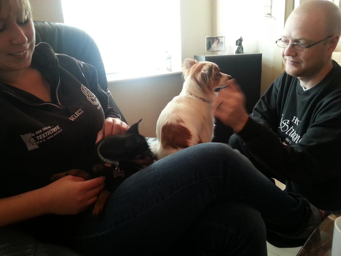 Blanding af racer Ninja *pivdyr* - Ninja hygger med min veninde, Nathja, hendes tæve, Lady og vores kammerat, Martin.. :-) billede 26