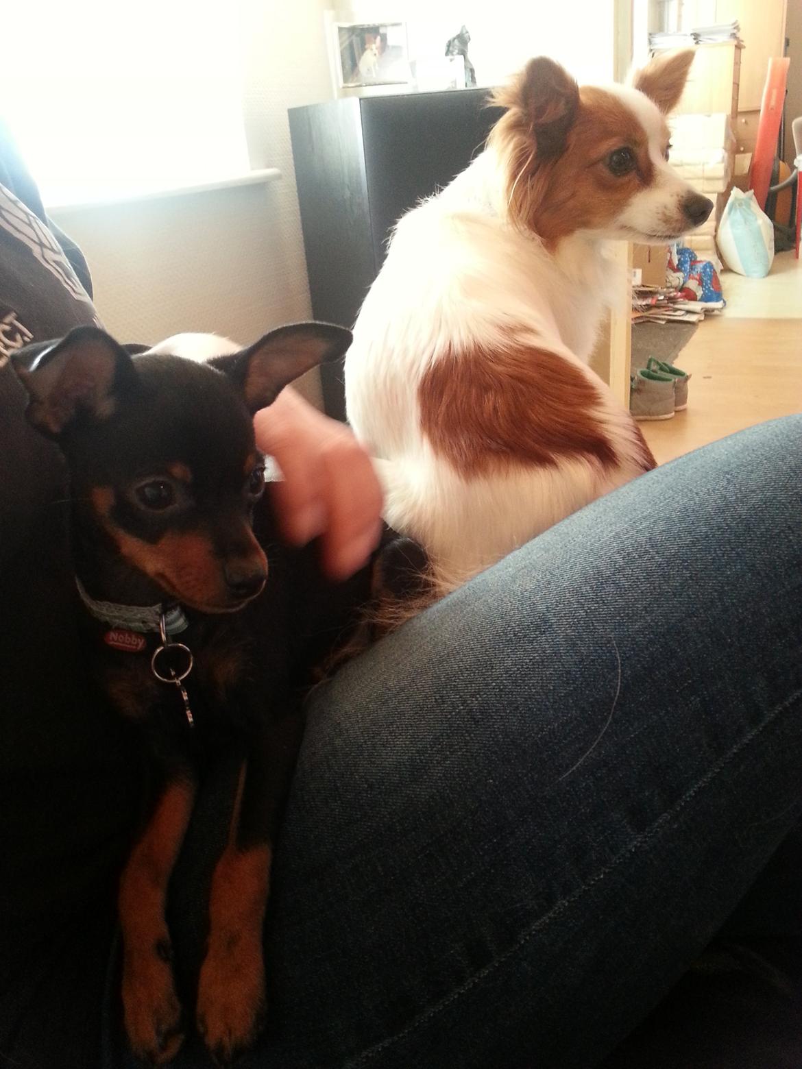 Blanding af racer Ninja *pivdyr* - Hygger stadig med en lidt reseveret Lady, som bestemt ikke synes om at Ninja har indtaget HENDES position på Nathja :D billede 27