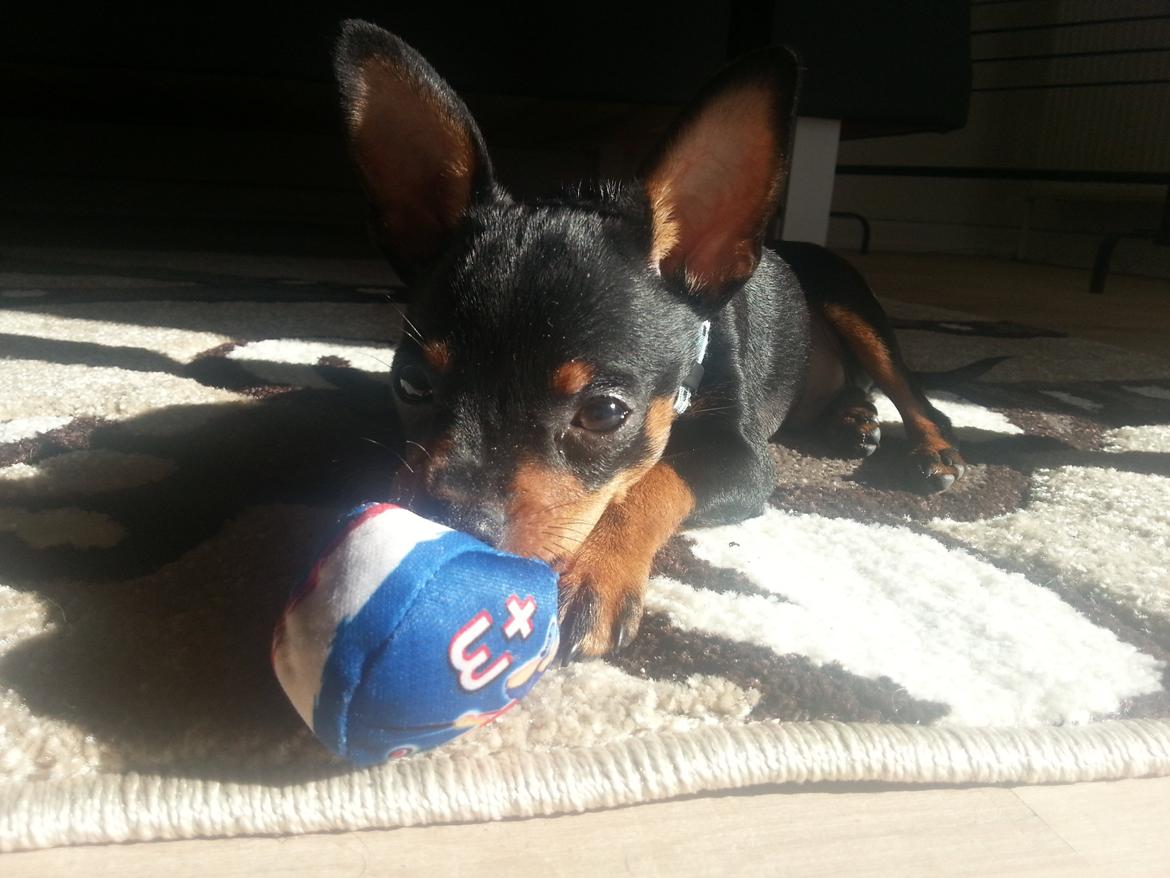 Blanding af racer Ninja *pivdyr* - Seriøøøøst .. JEG ELSKER MIN BOLD !! <3 billede 28