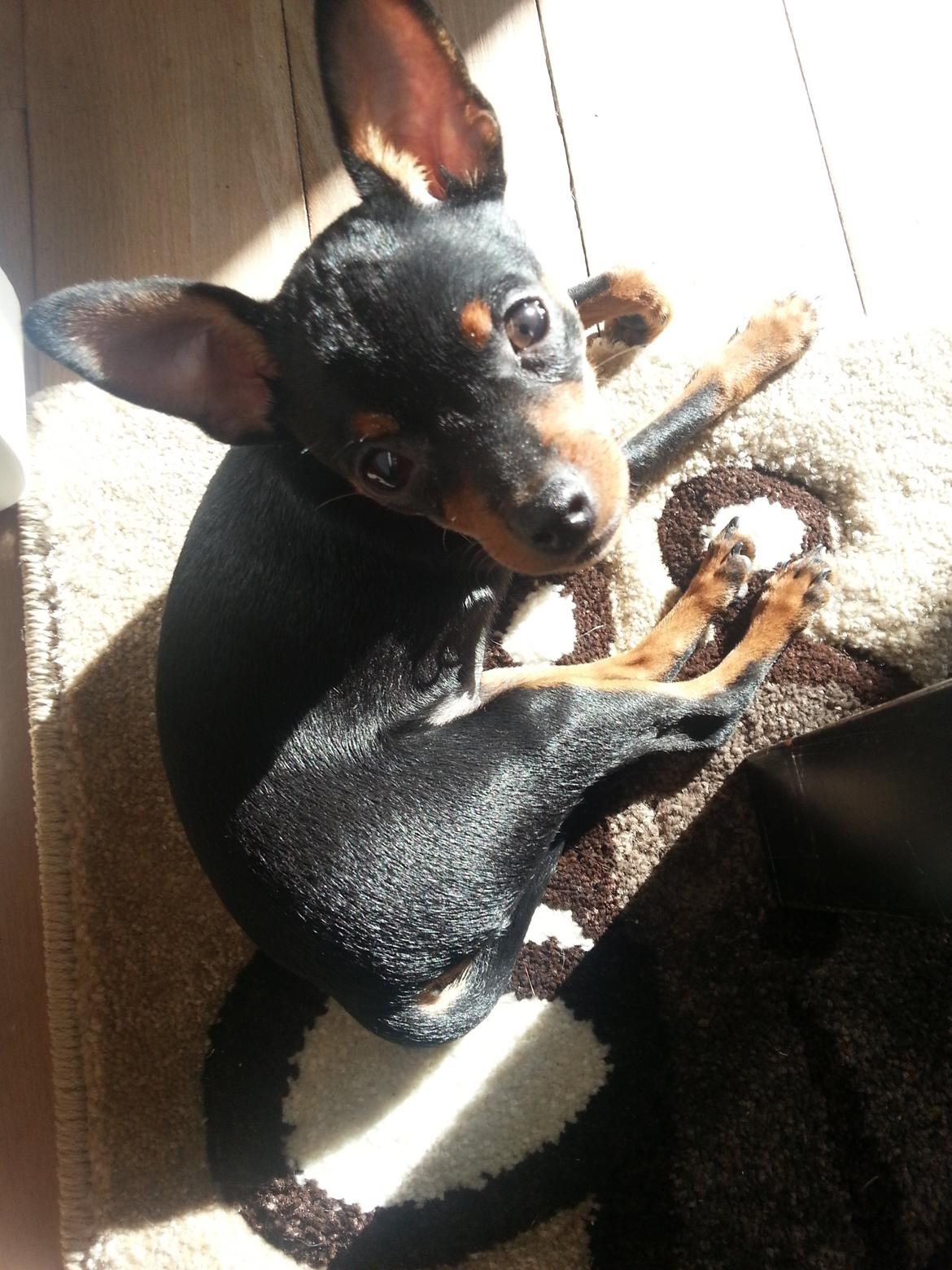 Blanding af racer Ninja *pivdyr* - Mmmh.. solståle i efteråret :) billede 29