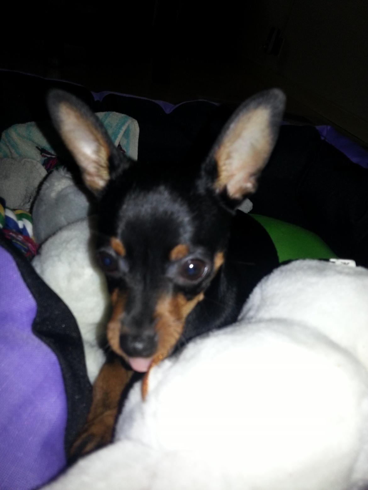 Blanding af racer Ninja *pivdyr* - Bah, har lavet ballade med Kawasaki (eller rettere sagt - kørt ham træt? :D) billede 30