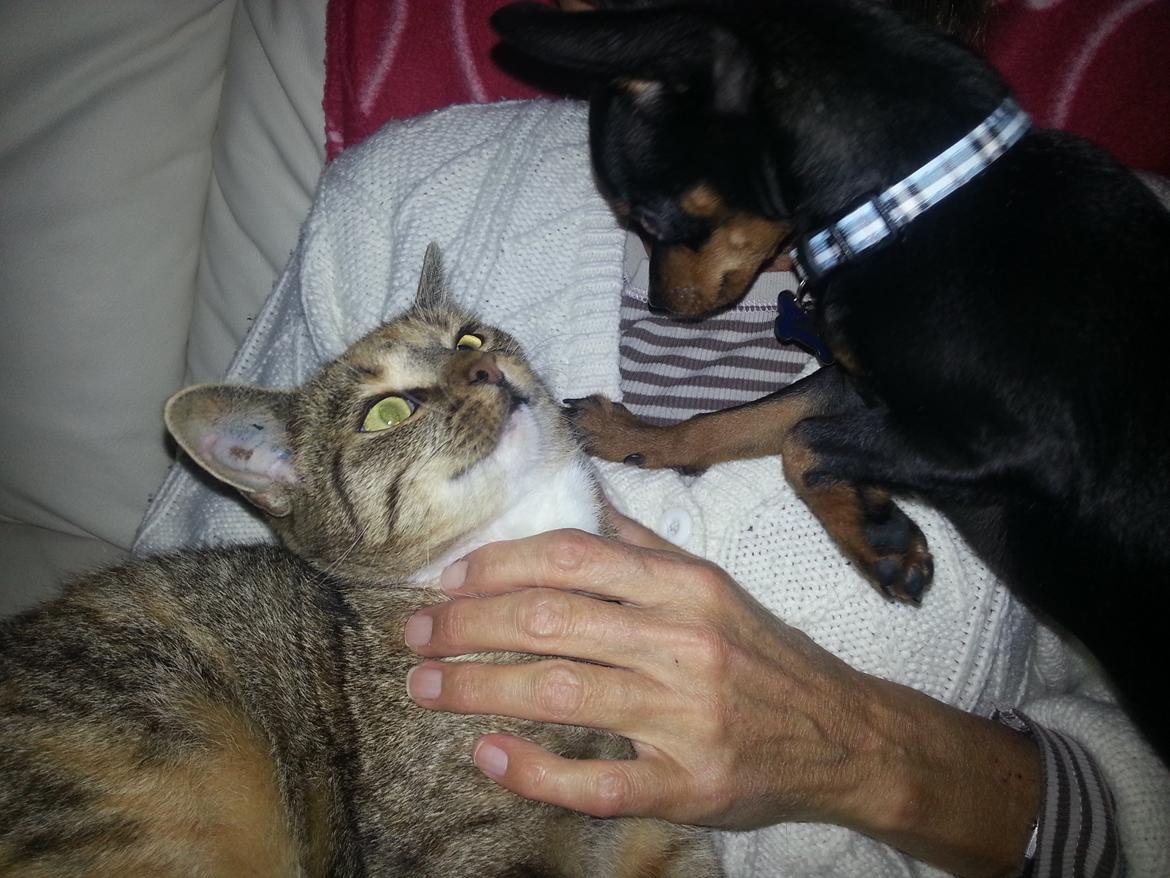 Blanding af racer Ninja *pivdyr* - Hello there beauty ..  billede 31