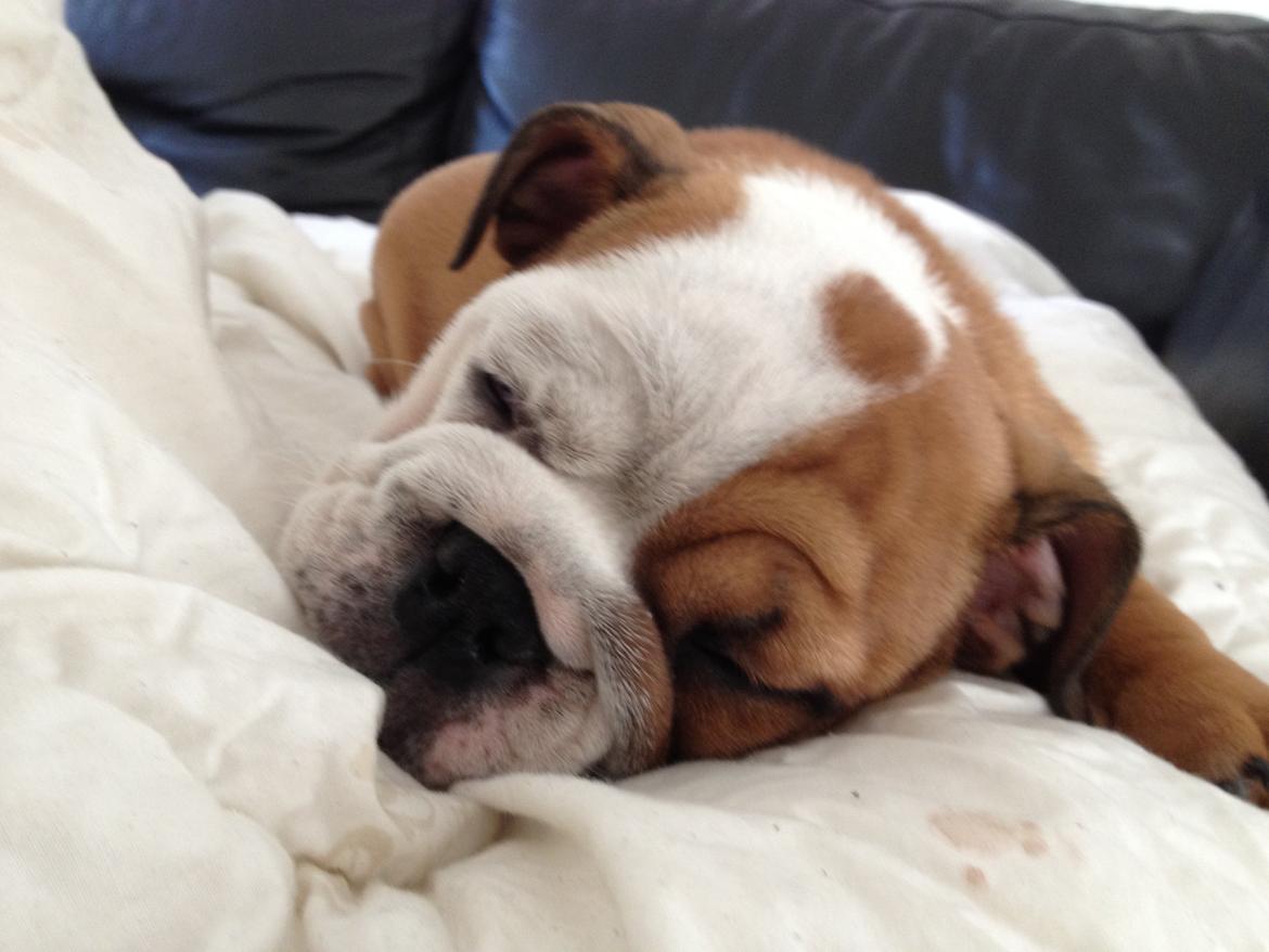 Engelsk bulldog Putte billede 1