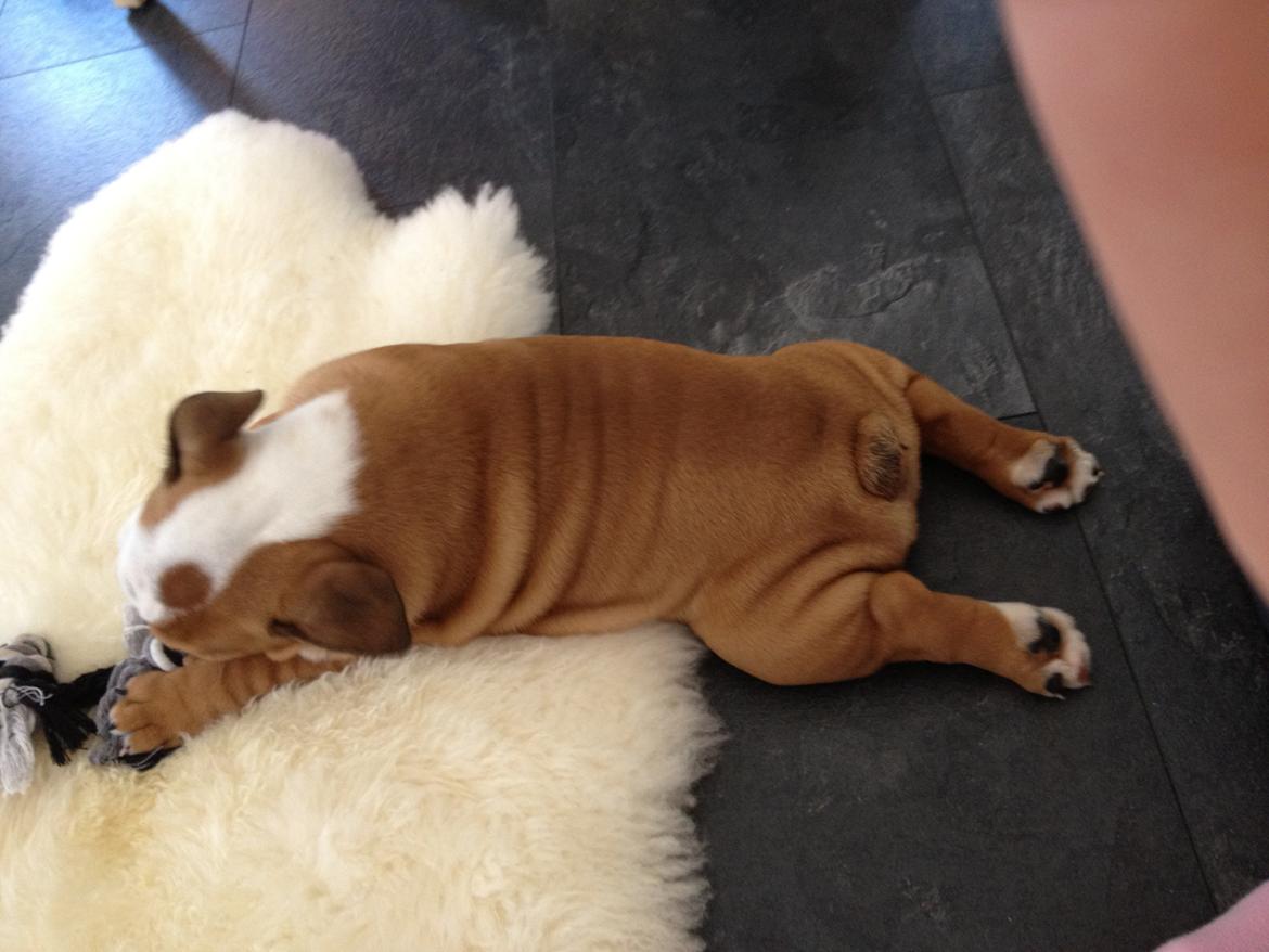 Engelsk bulldog Putte billede 2