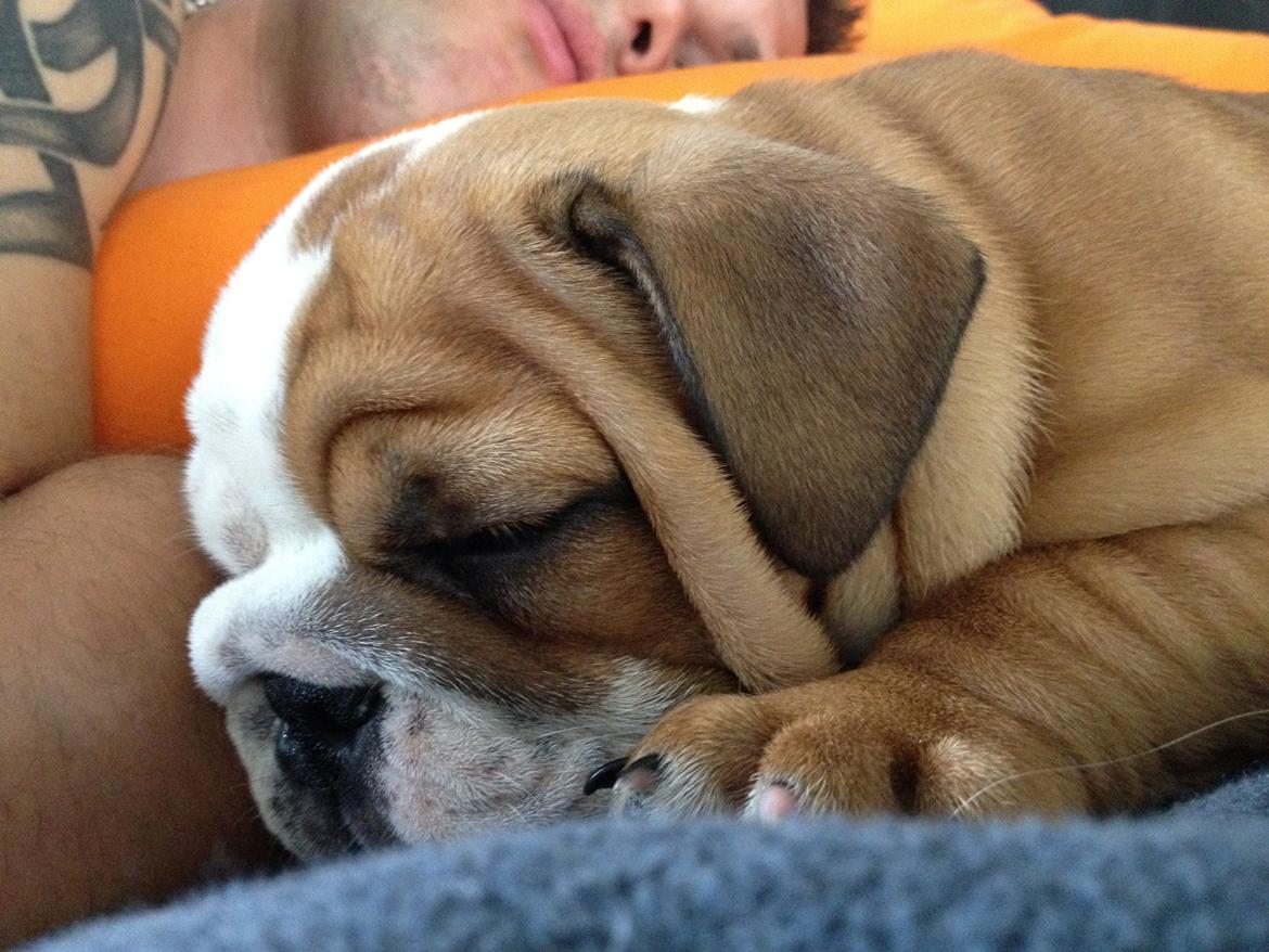 Engelsk bulldog Putte billede 3