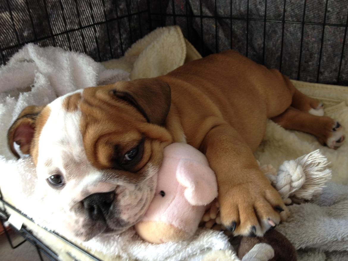 Engelsk bulldog Putte billede 4