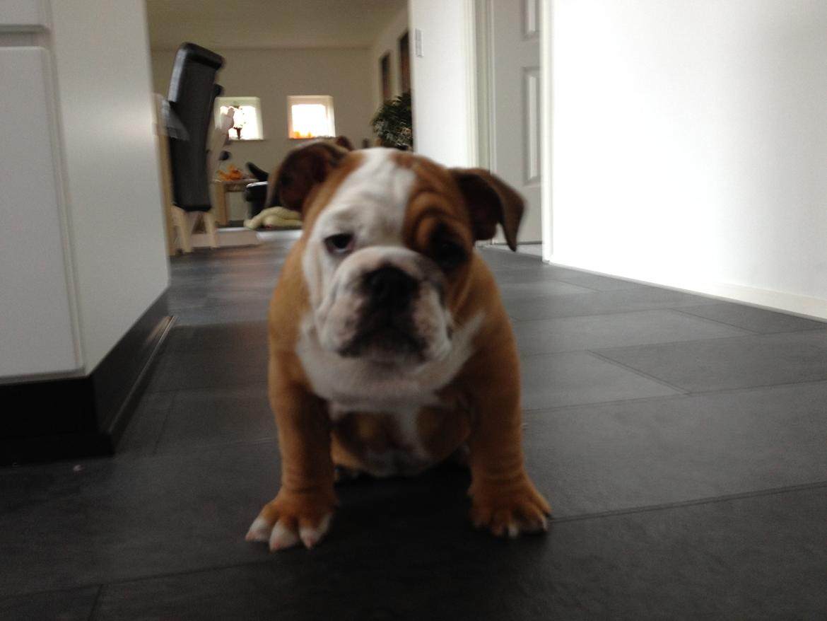 Engelsk bulldog Putte billede 6