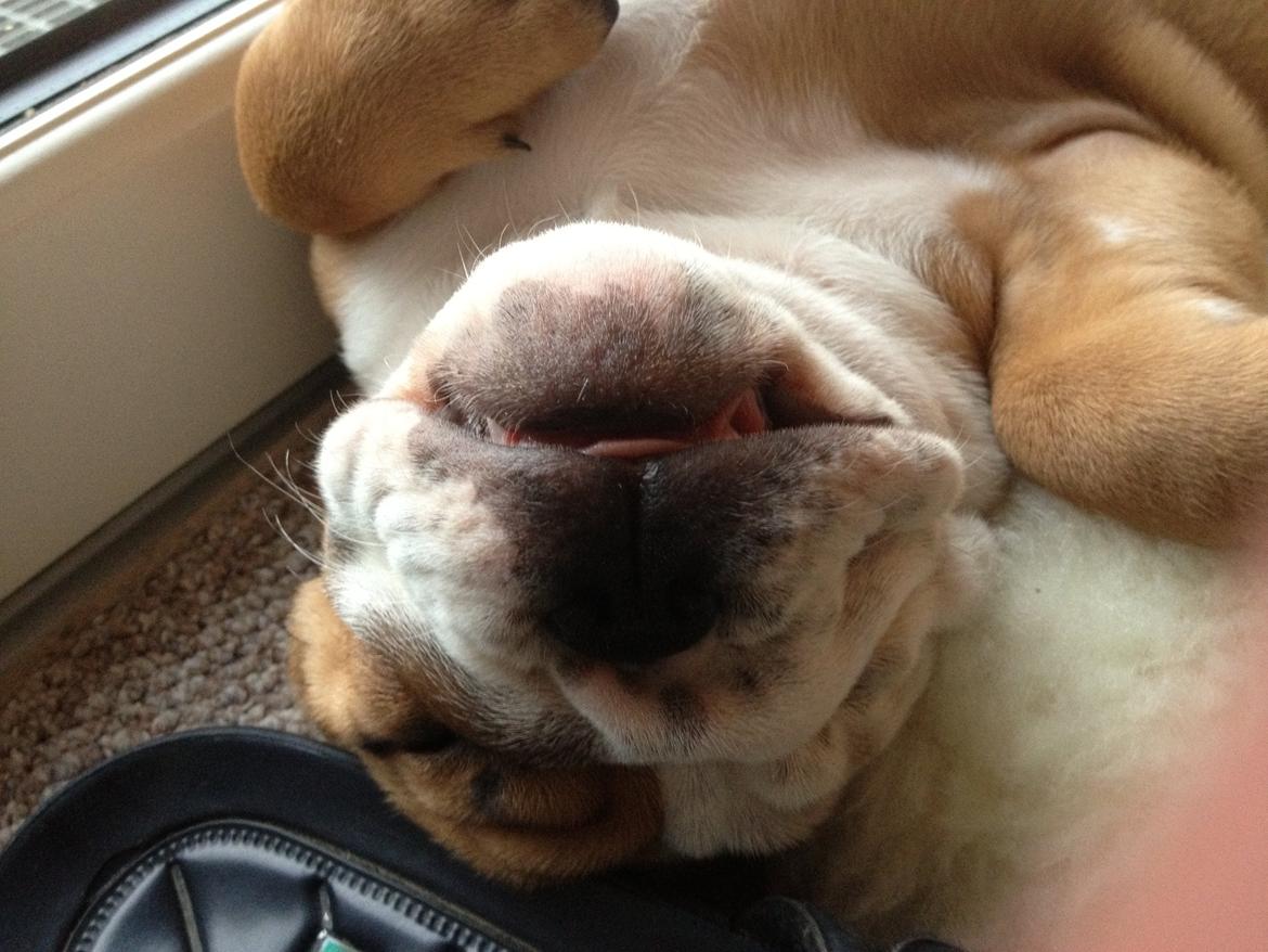 Engelsk bulldog Putte billede 7