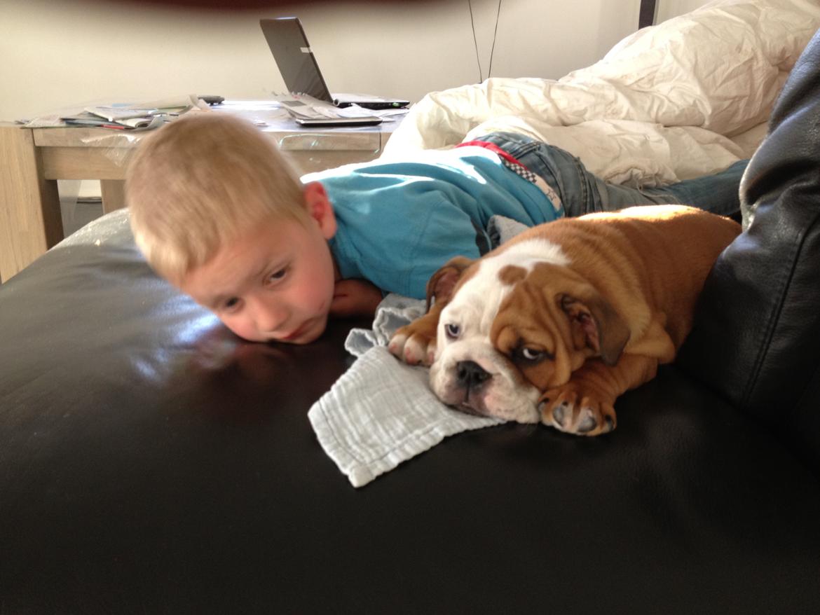 Engelsk bulldog Putte billede 8
