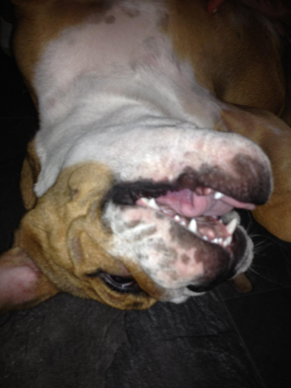Engelsk bulldog Putte billede 10
