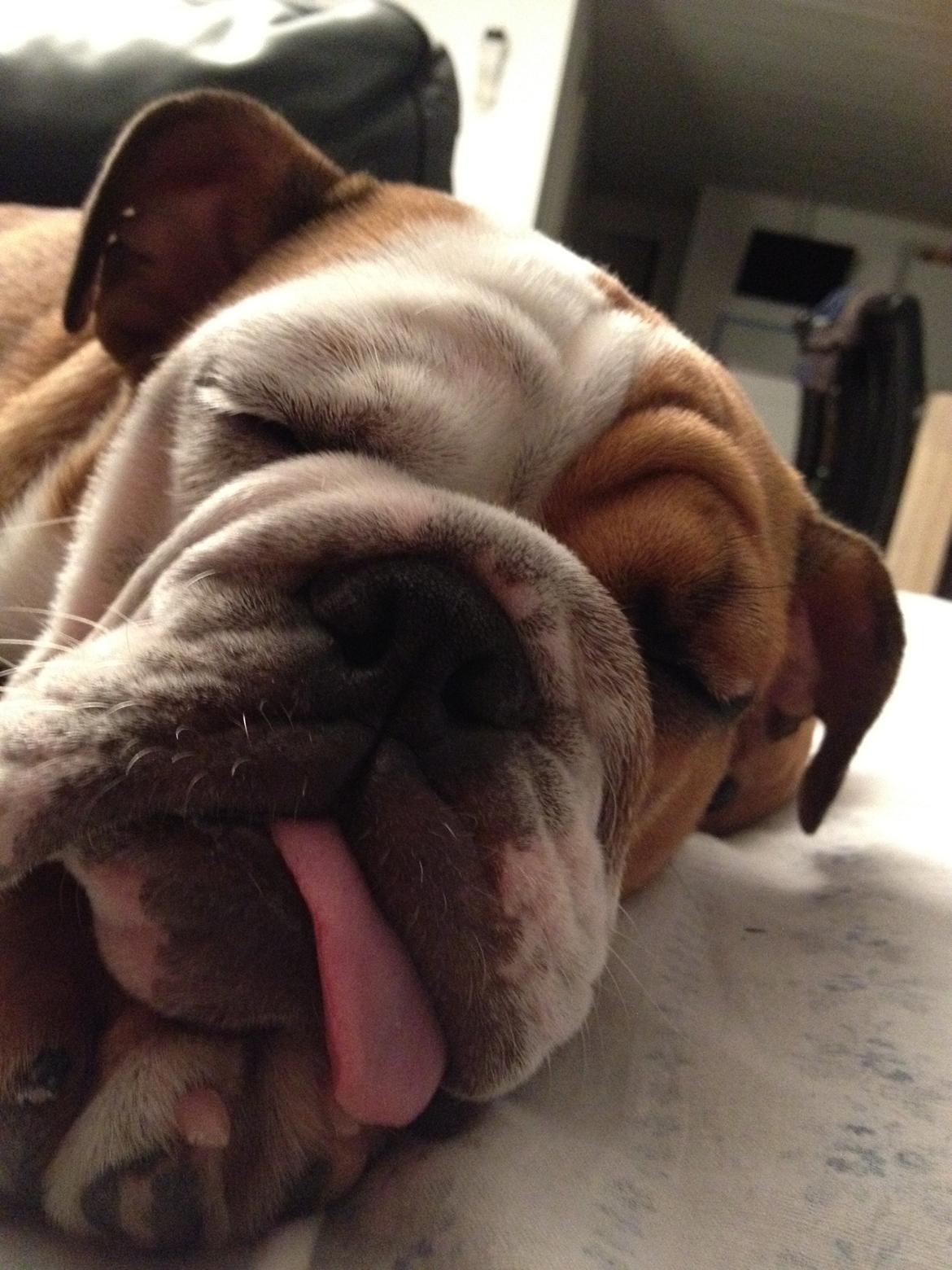 Engelsk bulldog Putte billede 11