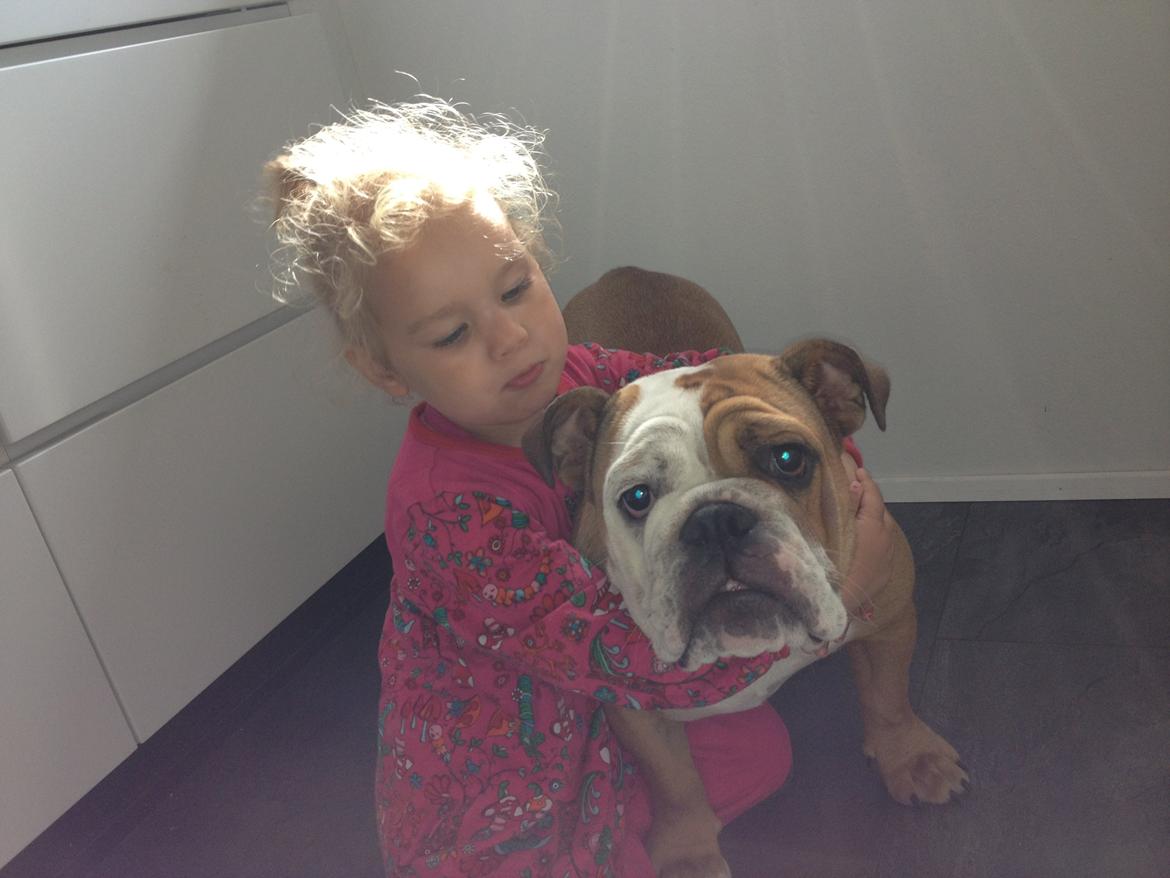 Engelsk bulldog Putte billede 13