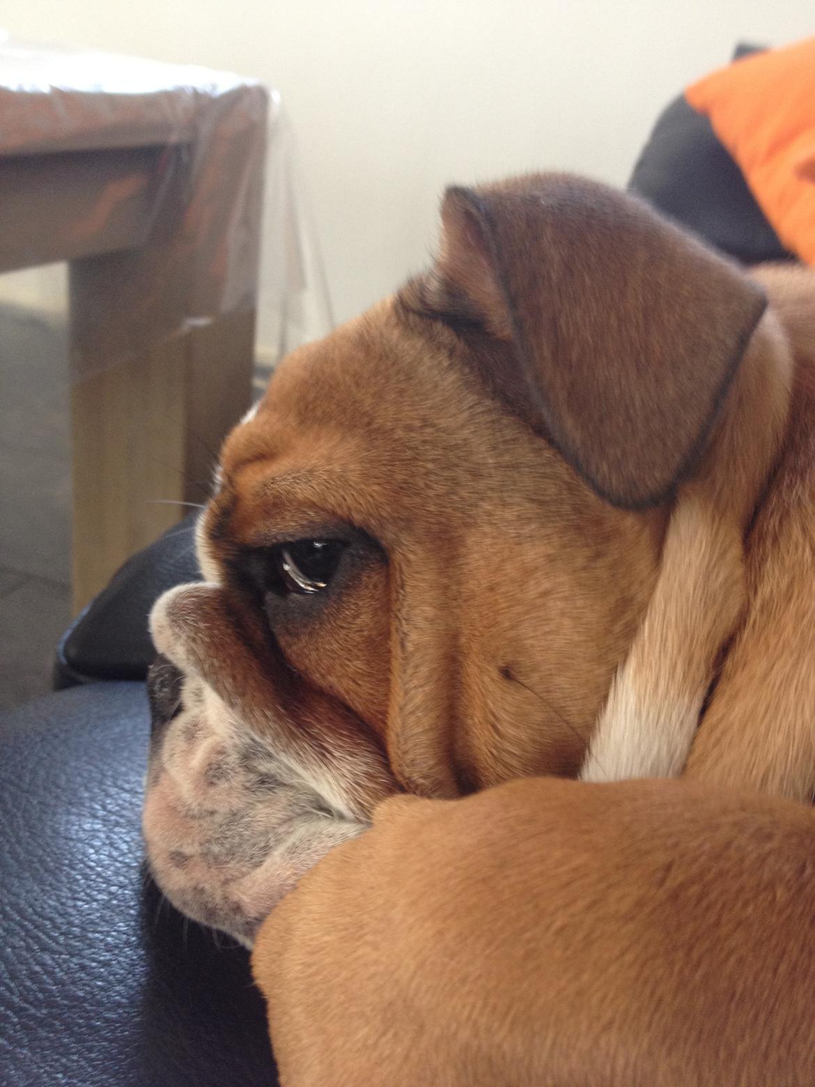 Engelsk bulldog Putte billede 14