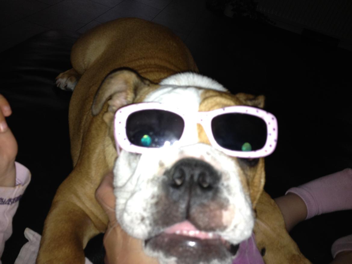 Engelsk bulldog Putte billede 15