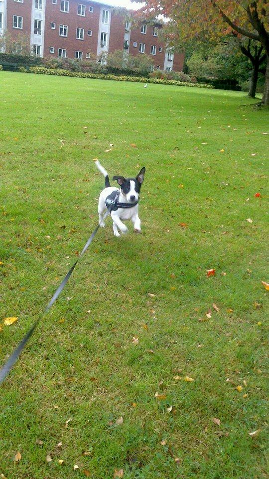 Dansk svensk gaardhund Chili billede 4