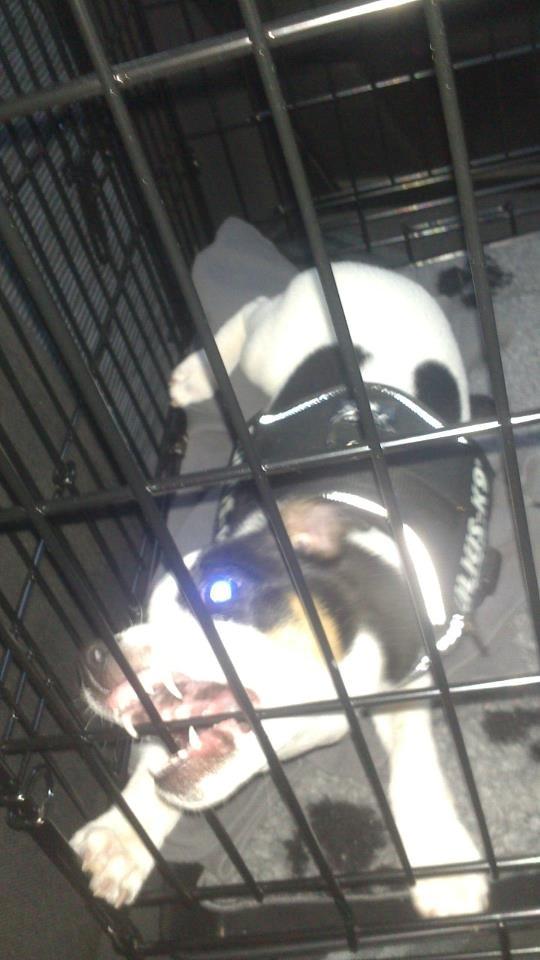 Dansk svensk gaardhund Chili billede 6