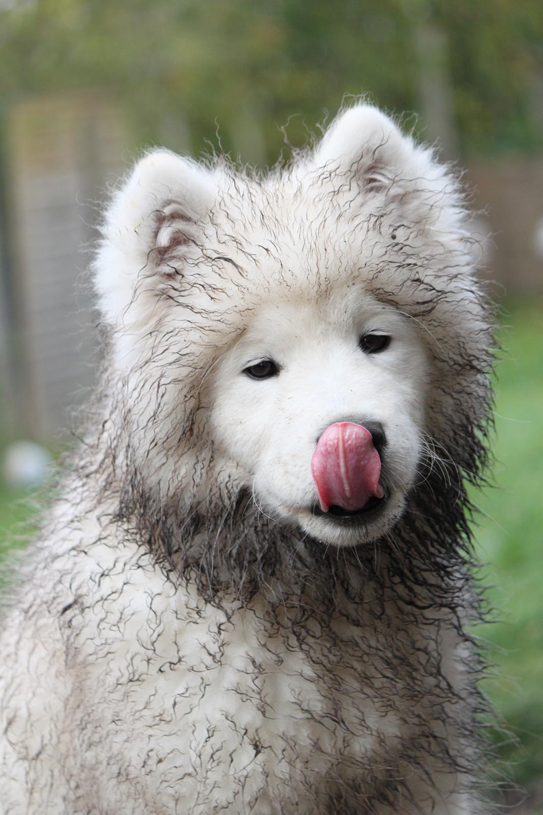 Samojedhund DEVDHJUCH White Snow Star's Armani billede 12