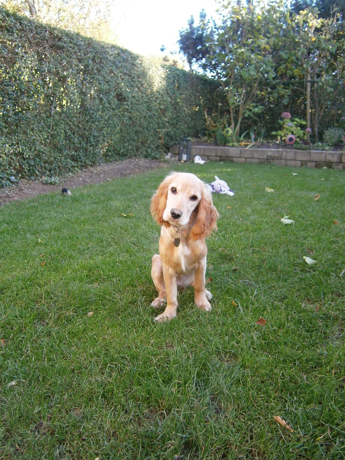 Cocker spaniel Cocio  billede 16