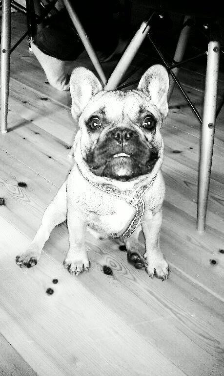 Fransk bulldog Muttley billede 1