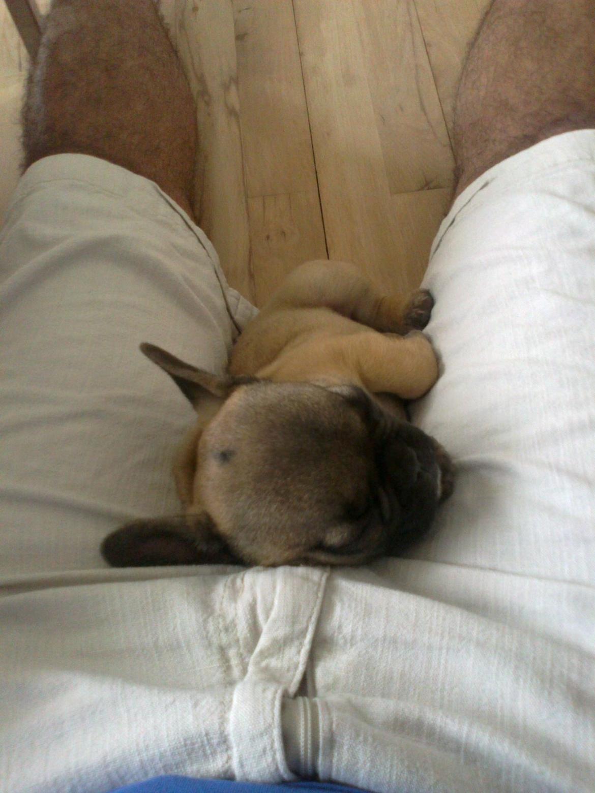 Fransk bulldog Muttley billede 13