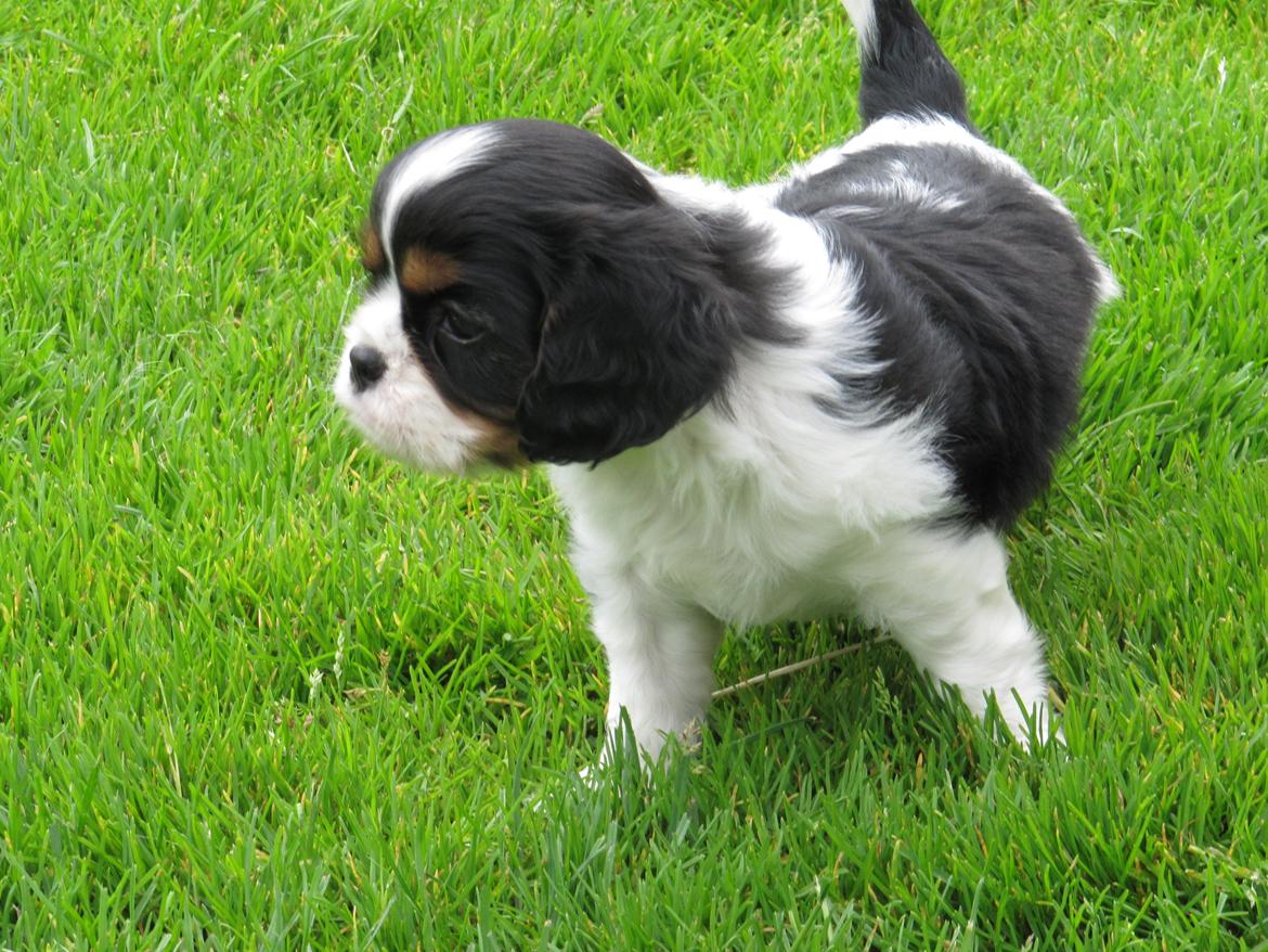 Cavalier king charles spaniel Kræn's Fabulous Funny Female billede 1