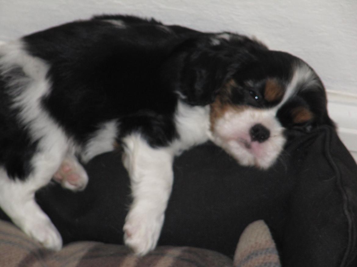 Cavalier king charles spaniel Kræn's Fabulous Funny Female billede 2