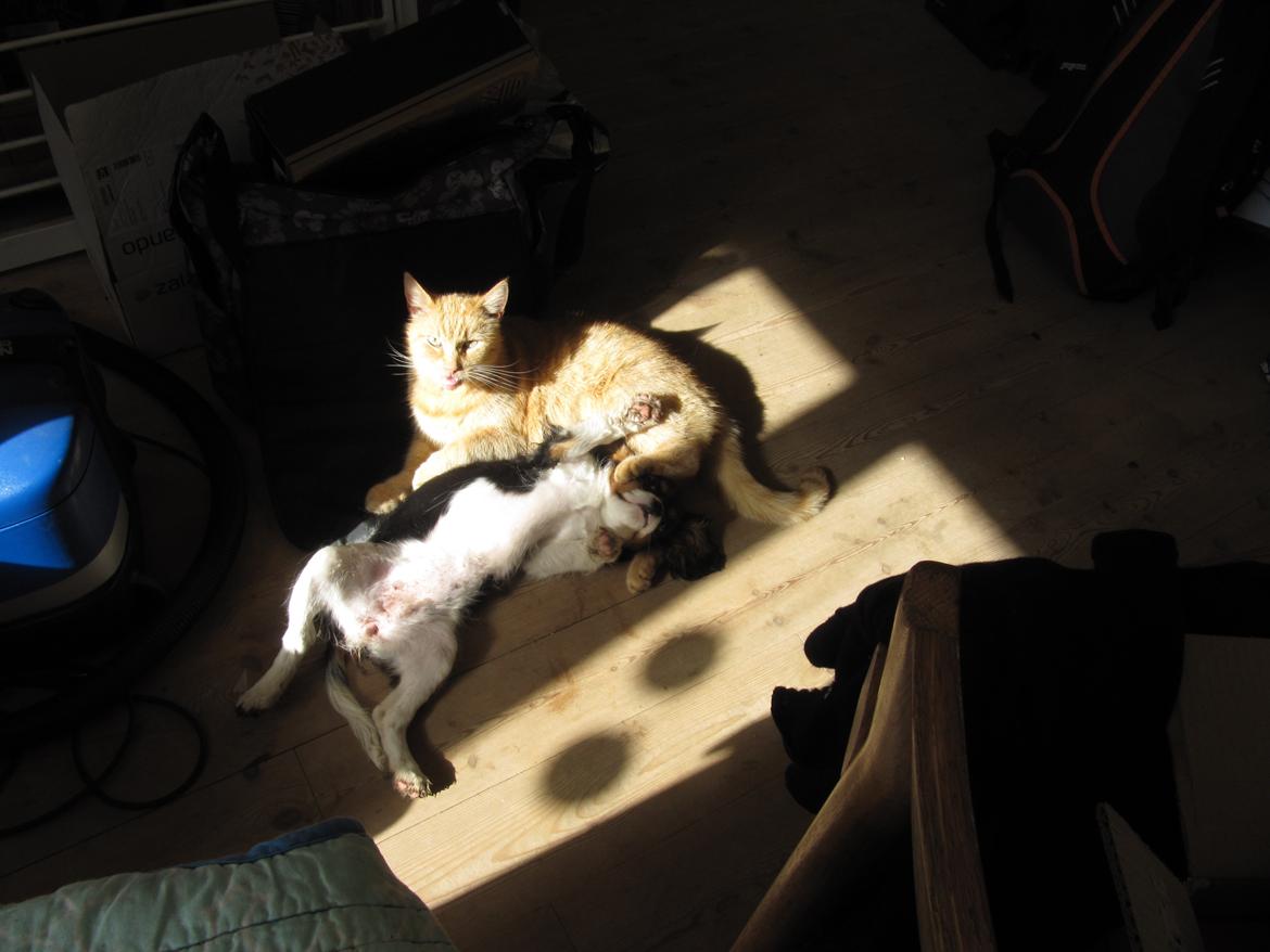 Cavalier king charles spaniel Kræn's Fabulous Funny Female billede 3