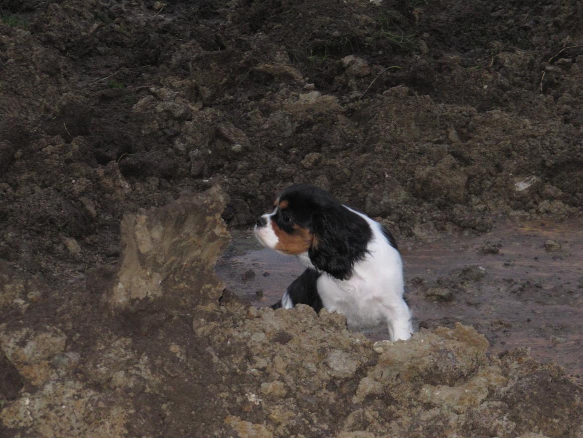 Cavalier king charles spaniel Kræn's Fabulous Funny Female billede 4