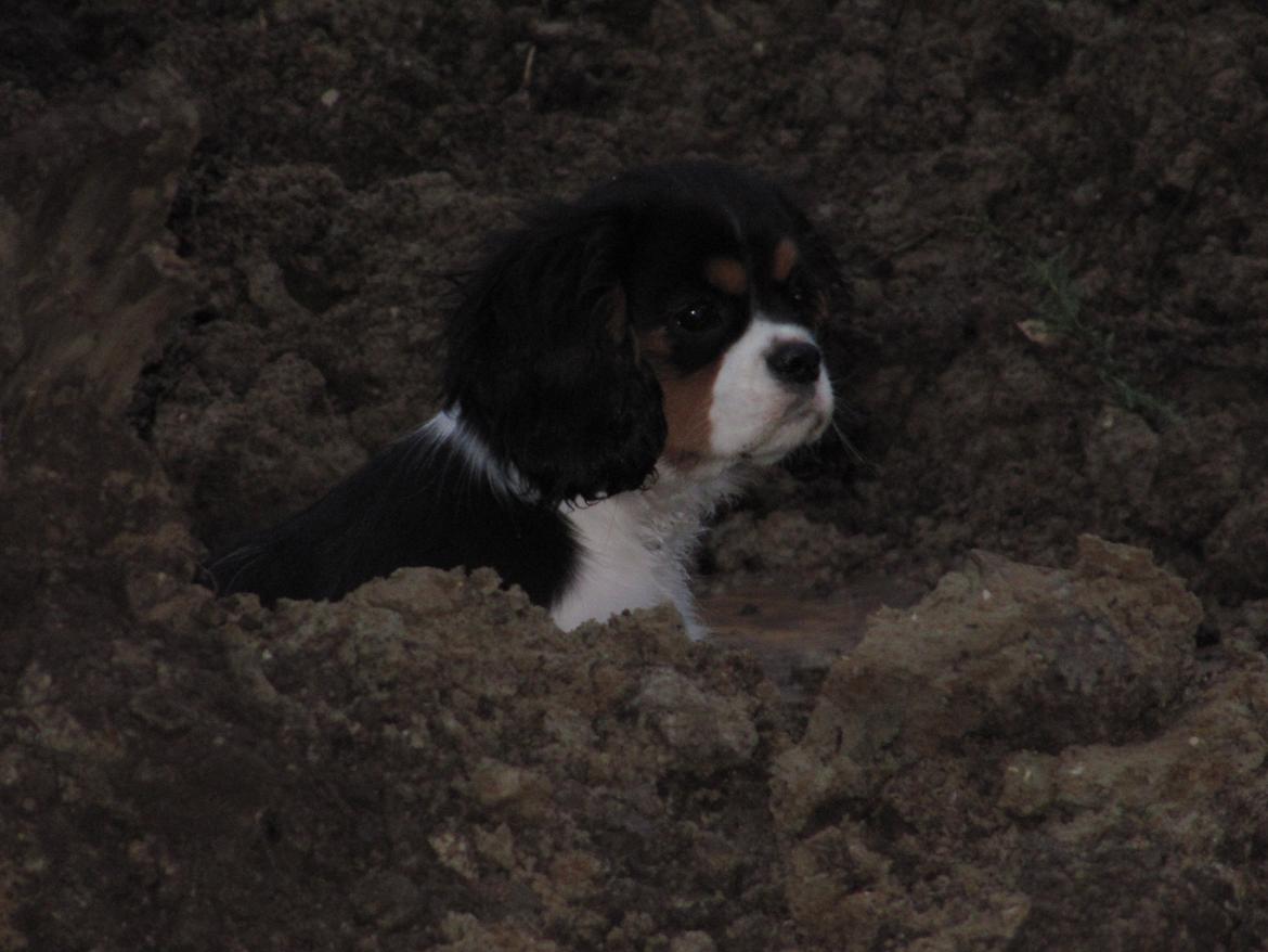 Cavalier king charles spaniel Kræn's Fabulous Funny Female billede 5