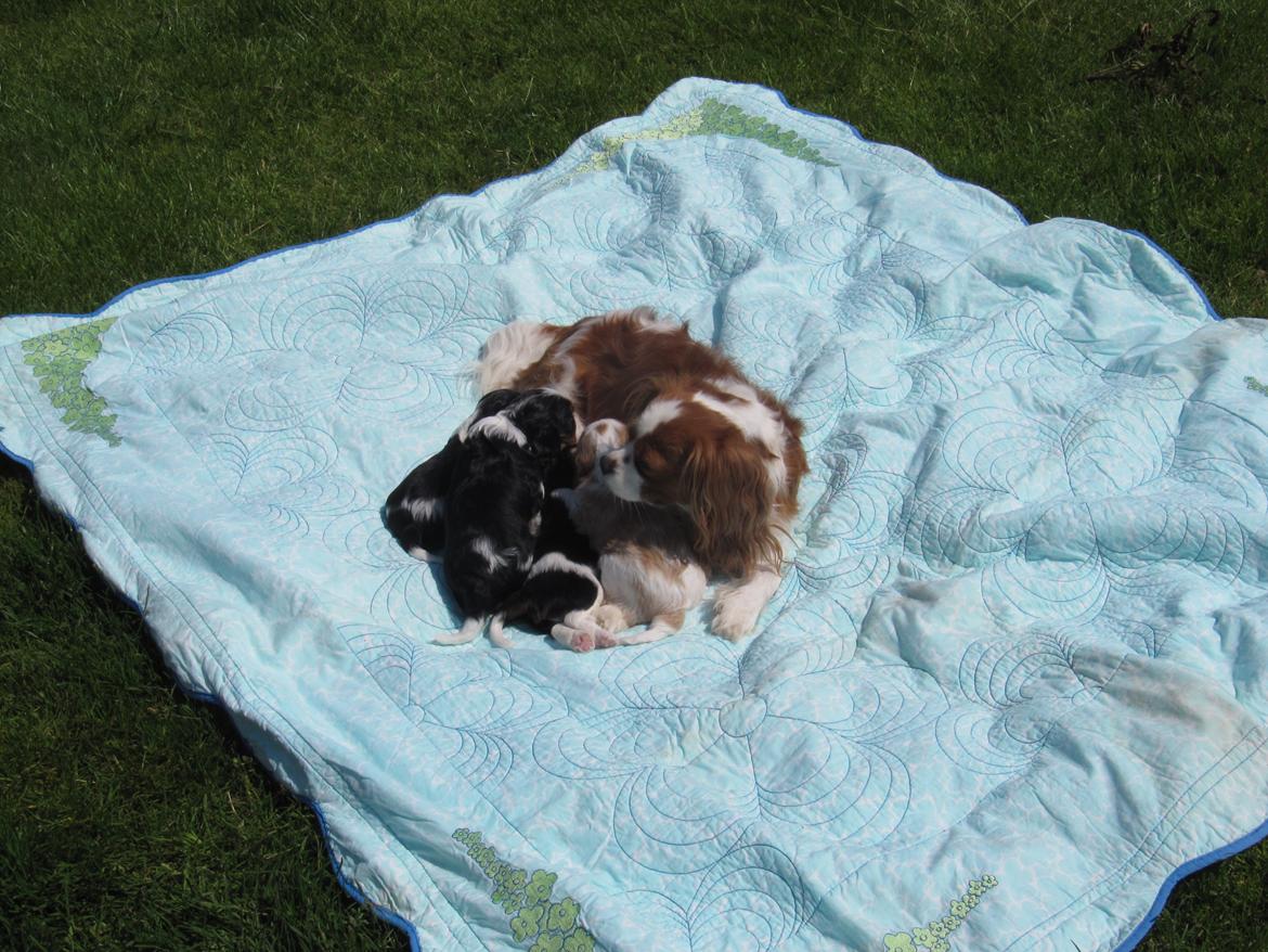 Cavalier king charles spaniel Longbody's Brunsviger - Brunnies første kuld billede 9