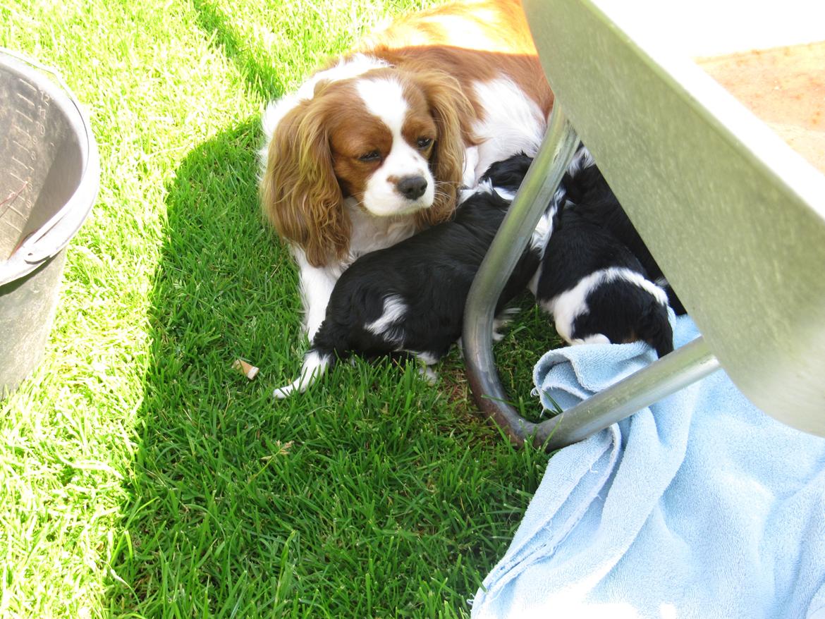 Cavalier king charles spaniel Longbody's Brunsviger - Brunnies første kuld billede 10