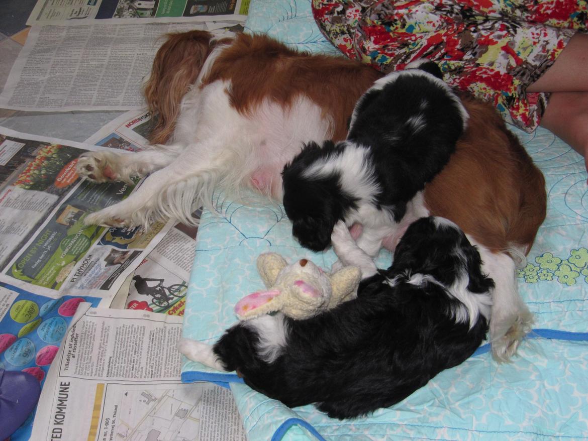Cavalier king charles spaniel Longbody's Brunsviger - Brunnies første kuld billede 11