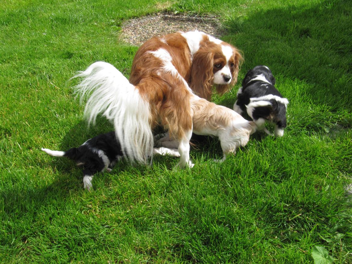 Cavalier king charles spaniel Longbody's Brunsviger - Brunnies første kuld billede 12