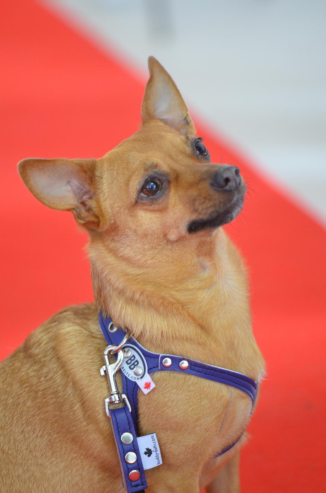 Blanding af racer Chihuahua/Dværgpinscher *~ Paya ~* R.I.P - Hej allesammen - Velkommen til min profil, mit navn er Paya! :o) 

(På billedet sidder Paya model for www.canini.dk d. 07.10.12, med en lækker sele fra Buddy Belt) billede 1