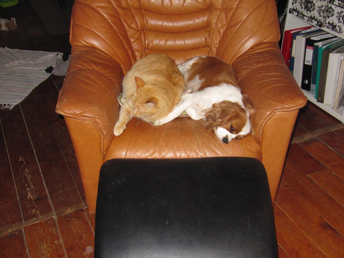 Cavalier king charles spaniel Longbody's Brunsviger - Brunnie og Miv billede 13