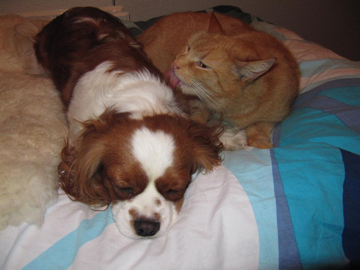 Cavalier king charles spaniel Longbody's Brunsviger billede 14