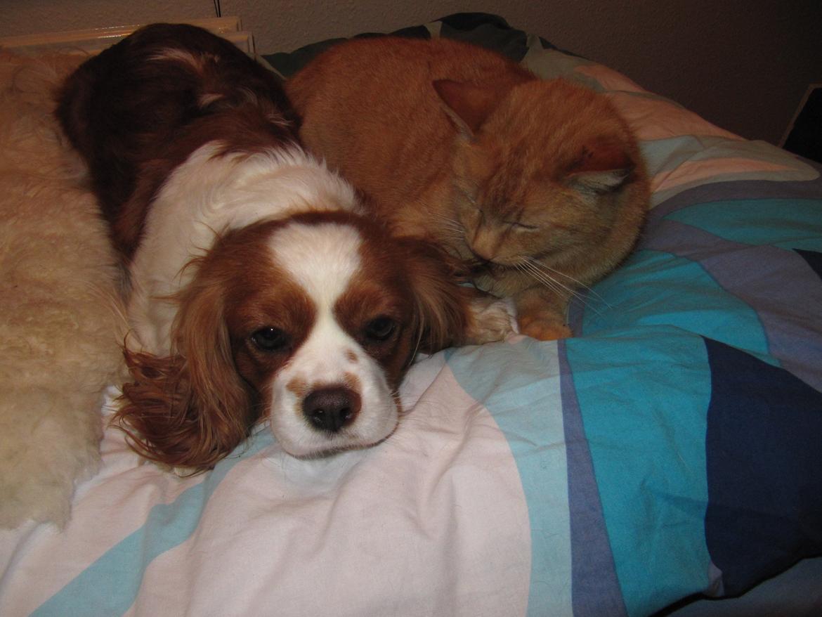 Cavalier king charles spaniel Longbody's Brunsviger billede 15