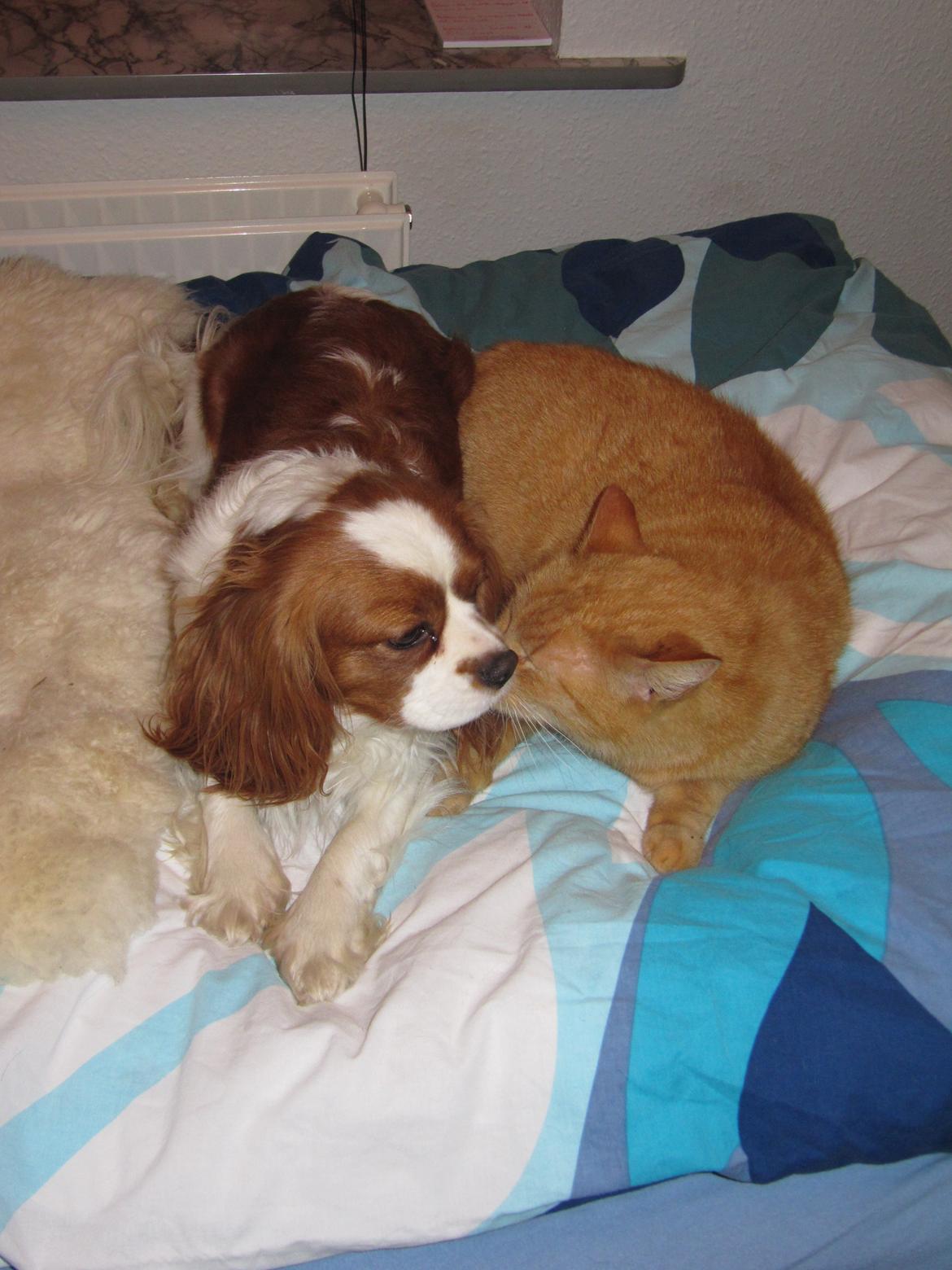 Cavalier king charles spaniel Longbody's Brunsviger billede 16