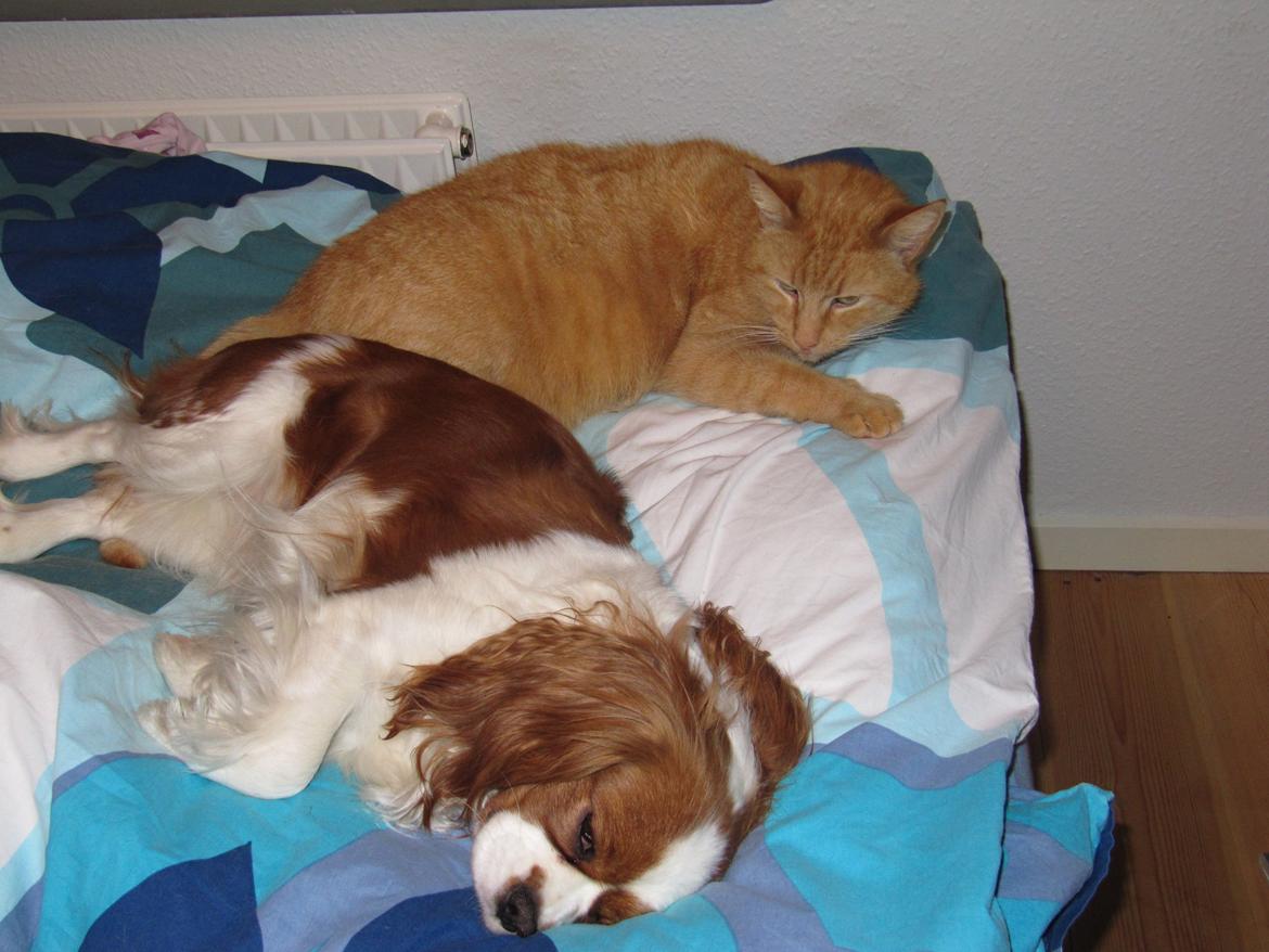 Cavalier king charles spaniel Longbody's Brunsviger billede 17