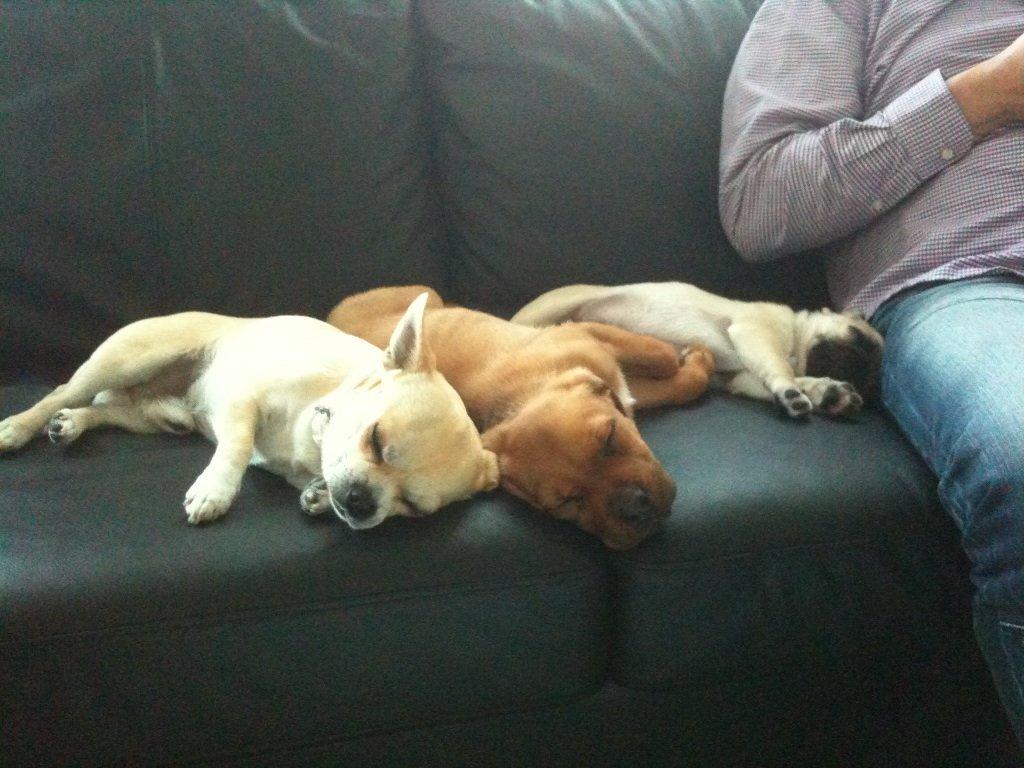 Blanding af racer Perle - En uge efter vi fik Perle hjem. Er allerede knyttet til "flokken":-) billede 2