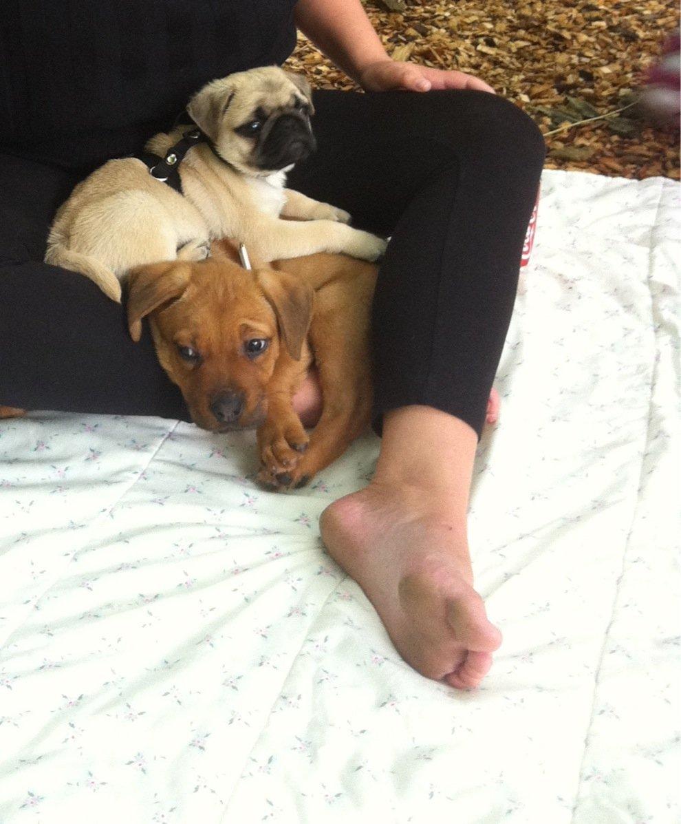 Blanding af racer Perle - På tur på Egeskov. Hvalpene var utrolig trætte billede 3