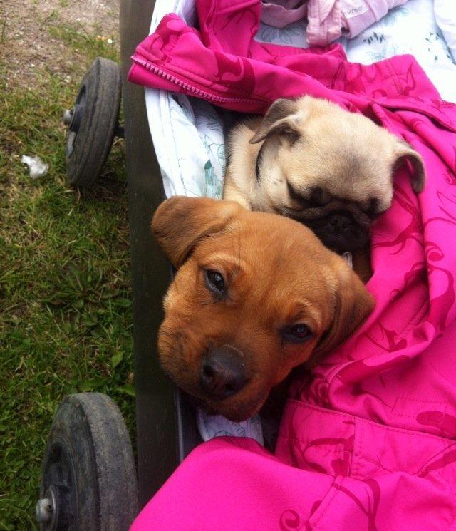 Blanding af racer Perle - Hvalpene på Egeskov. Er trætte, og putter i en trækvogn:-) billede 4