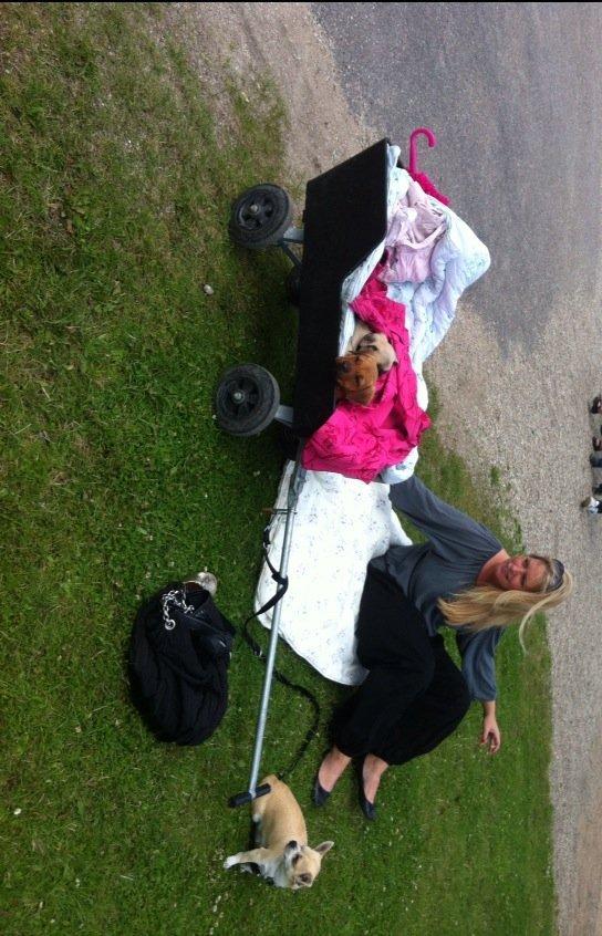 Blanding af racer Perle - Hvalpene på Egeskov. Er trætte, og putter i en trækvogn:-) billede 5