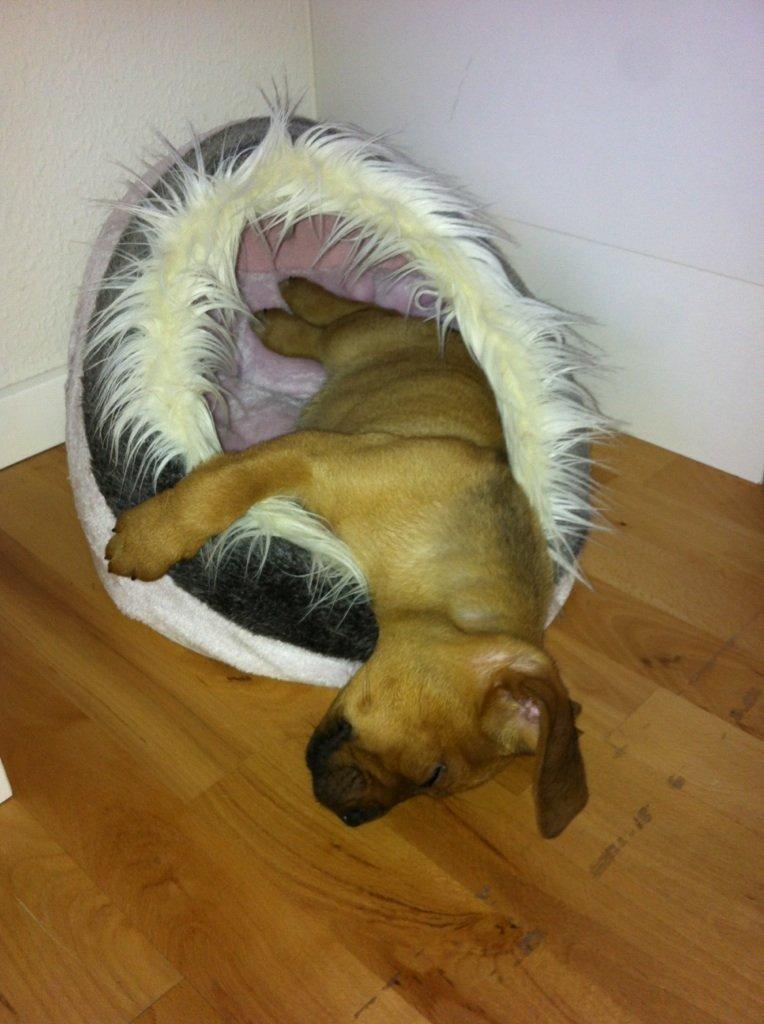 Blanding af racer Perle billede 6